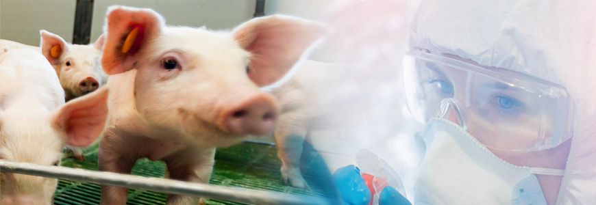 Kampania informacyjna dotycząca ochrony stad świń przed wirusem afrykańskiego pomoru świń